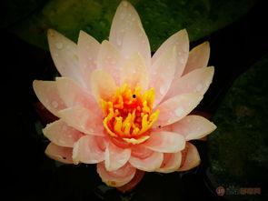 莲花在线最新爆料,最新爆料背后的惊人真相 第3张 莲花在线最新爆料,最新爆料背后的惊人真相 第3张